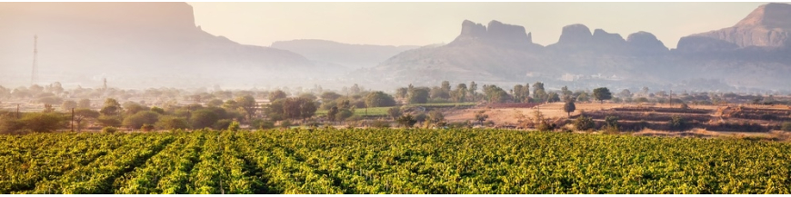 Achetez votre vin indien chez votre e-caviste Wines of Earth