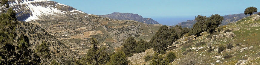 Vins du Proche-Orient, du Caucase et d'Asie