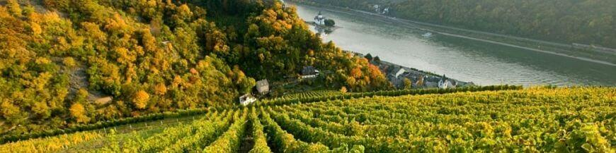 Commandez votre vin allemand en ligne – Wines of Earth