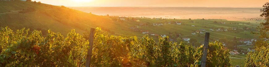 Commandez votre vin autrichien en ligne – Wines of Earth