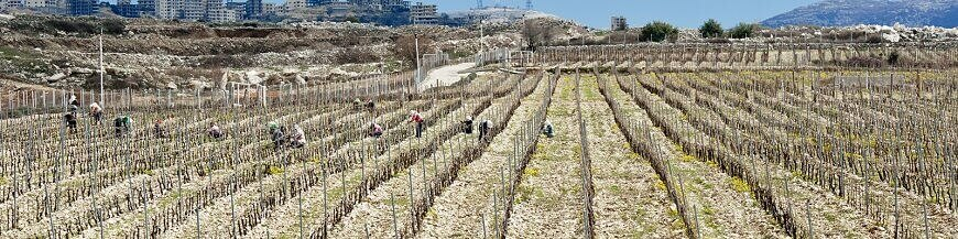 Achetez votre vin syrien chez votre e-caviste