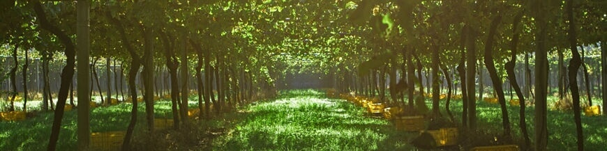 Commandez votre vin espagnol sur Internet