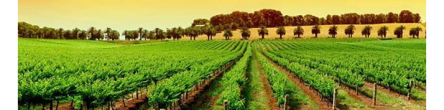 Commandez votre vin roumain en ligne – Wines of Earth