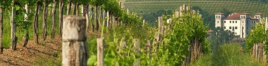 Vin slovene à acheter chez votre e-caviste