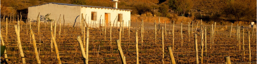 Commandez votre vin marocain sur Internet