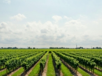 Qu'est-ce que le vin conventionnel ou raisonné ?