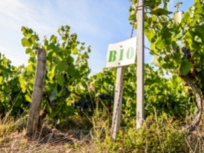Guide du vin bio : définition, philosophie et production