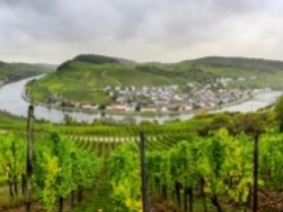 Comment une coopérative viticole a façonné le Grand-Duché