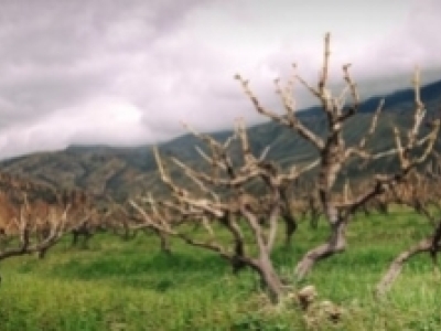 Dégustation de vins d'Arménie à Neufchâteau le 17-11-2018