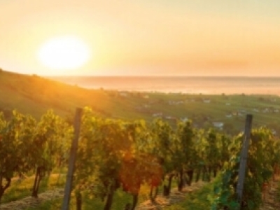 Jean-François Demuynck, l'œnophile passionné derrière Wines of Earth