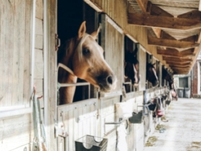 Brettanomyces bruxellensis : notes d'écurie et cuir dans le vin